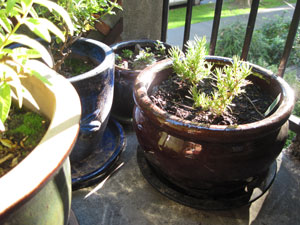 (view the balcony garden album)