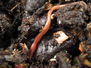 (worm)